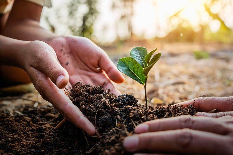 people planting a tree