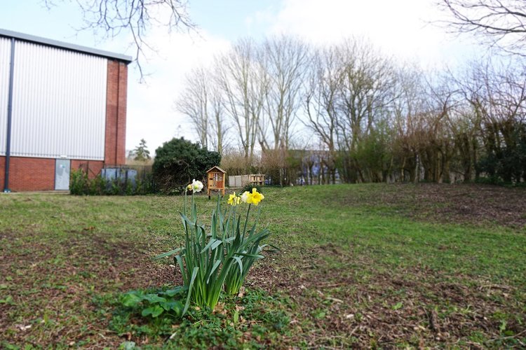 Daffodils are amongst the 4,000 seeds of flower planted at Grant UK's HQ